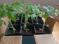 Grajewo ogłoszenia: Sadzonki pomidorów z własnego wysiewu nadwyżka odmiana wysoka do... - zdjęcie