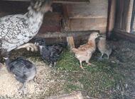 Grajewo ogłoszenia: Sprzedam drób ozdobny i króliki.  
Więcej informacji udzielę... - zdjęcie