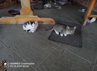 Grajewo ogłoszenia: Śliczne kotki szukają kochającego domu - zdjęcie