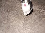 Grajewo ogłoszenia: Oddam kociaki. - zdjęcie