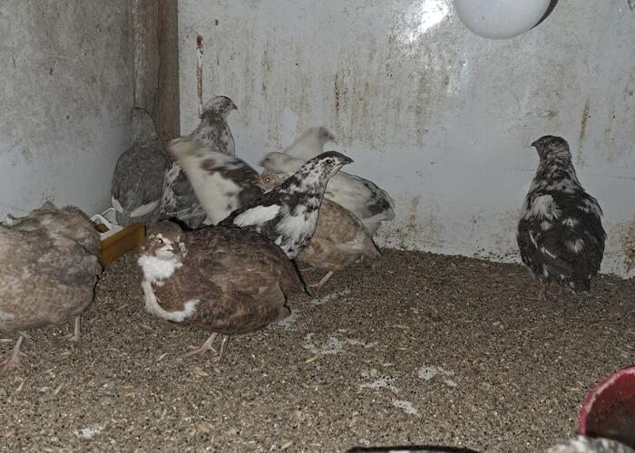 Grajewo ogłoszenia: Sprzedam przepiórki koguty